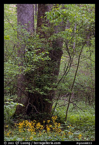 Tree trunks and yellow flowers, Greenbrier, Tennessee. Great Smoky Mountains National Park, USA.