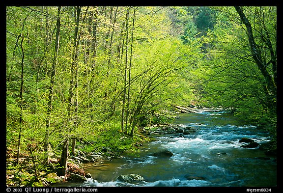 Middle Prong of the Little River in the sun, Tennessee. Great Smoky Mountains National Park (color)