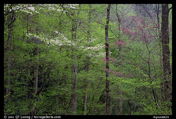 Blooming Dogwood and redbud trees in forest, Tennessee. Great Smoky Mountains National Park, USA.