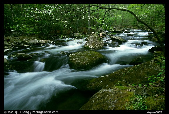 Arching dogwood in bloom over the Middle Prong of the Little River, Tennessee. Great Smoky Mountains National Park (color)