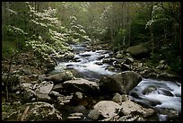 Spring scene of dogwood trees next to river flowing over boulders, Treemont, Tennessee. Great Smoky Mountains National Park, USA.
