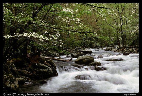 Dogwoods overhanging river with cascades, Treemont, Tennessee. Great Smoky Mountains National Park, USA.