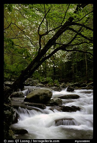 Dogwoods trees in bloom overhanging river cascades, Middle Prong of the Little River, Tennessee. Great Smoky Mountains National Park (color)
