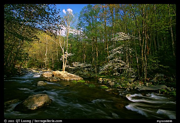 River and dogwoods, late afternoon sun, Middle Prong of the Little River, Tennessee. Great Smoky Mountains National Park (color)