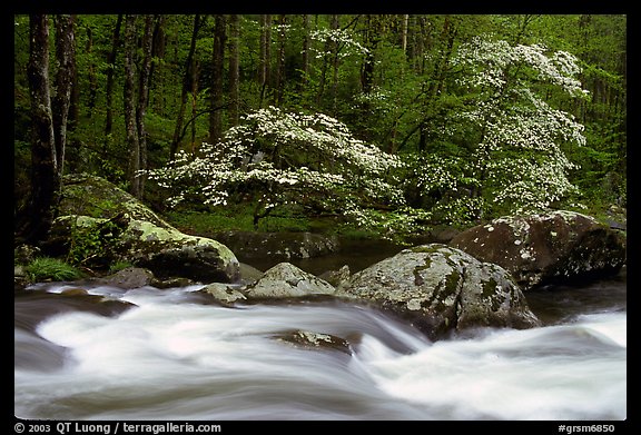 Two blooming dogwoods, boulders, flowing water, Middle Prong of the Little River, Tennessee. Great Smoky Mountains National Park, USA.
