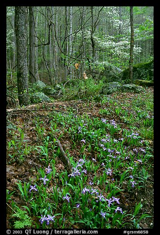 Crested Dwarf Irises in Forest, Roaring Fork, Tennessee. Great Smoky Mountains National Park, USA.