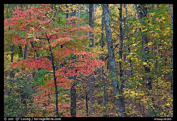 Trees in fall colors, West Mountain. Hot Springs National Park, Arkansas, USA.