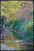 Stream and trees in fall colors, Gulpha Gorge. Hot Springs National Park, Arkansas, USA. (color)