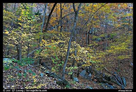 Trees in fall foliage, Gulpha Gorge. Hot Springs National Park (color)