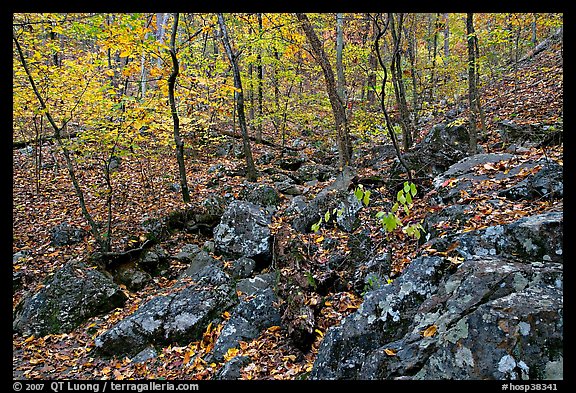 Boulders and trees in fall colors, Gulpha Gorge. Hot Springs National Park, Arkansas, USA.