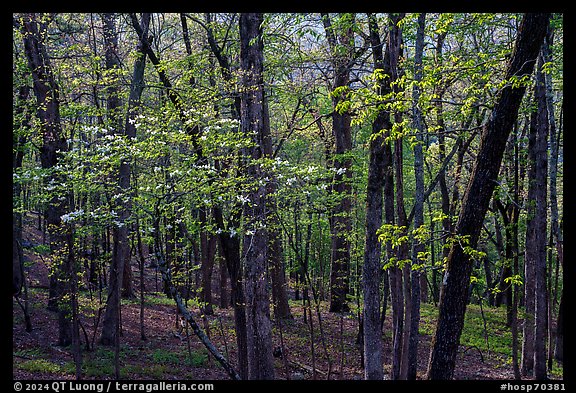 Blossoms in the forest, Sugarloaf Mountain, springtime. Hot Springs National Park (color)
