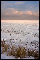 Dune grass and frozen Lake Michigan at sunrise. Indiana Dunes National Park ( color)