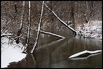 Snowy tree trunks spanning Little Calumet River, Heron Rookery. Indiana Dunes National Park ( color)