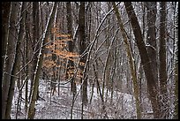 Forest in winter with fresh snow and autumn leaves, Chellberg Farm. Indiana Dunes National Park ( color)