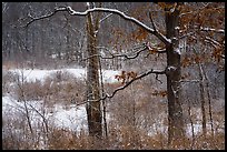Forest and wetlands with fresh snow,. Indiana Dunes National Park ( color)