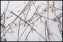 Close-up of reeds and snow. Indiana Dunes National Park, Indiana, USA.