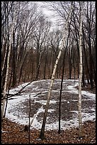 Birch trees and pond in winter. Indiana Dunes National Park ( color)