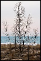 Bare trees, dunes, and Lake Michigan. Indiana Dunes National Park ( color)