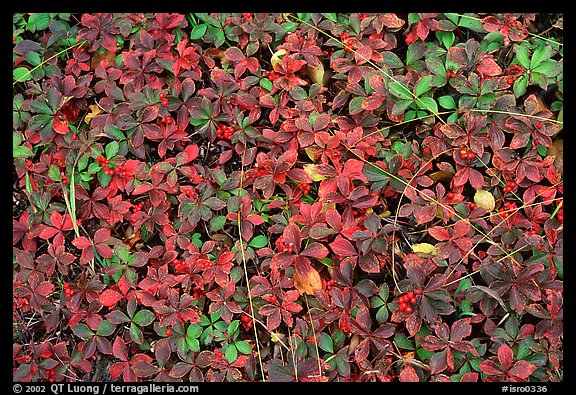 Forest floor detail with berry leaves. Isle Royale National Park (color)