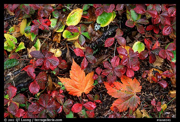 Forest floor detail in autumn. Isle Royale National Park (color)