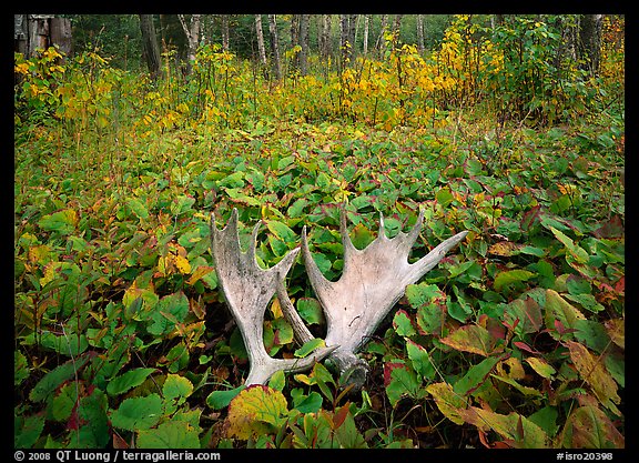 Moose antlers, Windego. Isle Royale National Park, Michigan, USA.