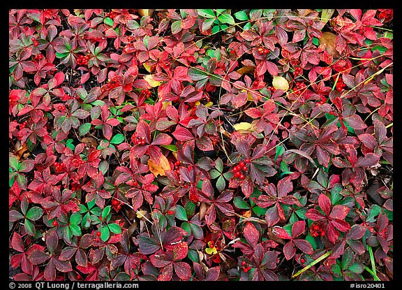 Berry leaves on forest floor in autumn. Isle Royale National Park (color)