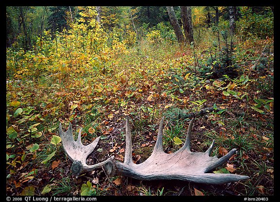 Fallen moose antlers in autumn forest. Isle Royale National Park, Michigan, USA.