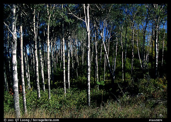Birch trees. Isle Royale National Park, Michigan, USA.