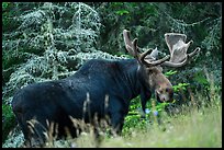 Bull moose in meadow. Isle Royale National Park ( color)
