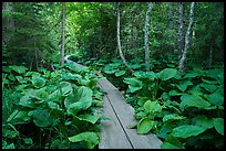 Boardwalk in forest. Isle Royale National Park ( color)