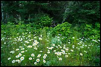 Daisies and forest, Mott Island. Isle Royale National Park ( color)
