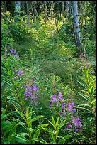 Fireweed starting bloom, Caribou Island. Isle Royale National Park ( color)