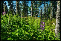Dense forest vegetation in summer, Caribou Island. Isle Royale National Park ( color)