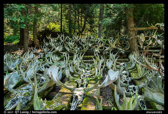 Collection of moose antlers and skulls. Isle Royale National Park (color)
