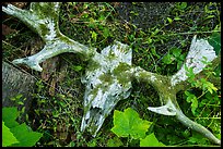 Moose skull with attached antlers. Isle Royale National Park, Michigan, USA.