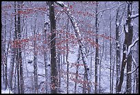 Trees in winter with snow and old leaves. Mammoth Cave National Park, Kentucky, USA. (color)
