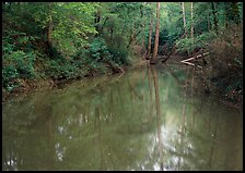 Flooded trees in Echo River Spring. Mammoth Cave National Park, Kentucky, USA.