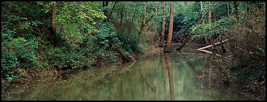 Spring forest scene with trees reflected in pond. Mammoth Cave National Park (Panoramic color)