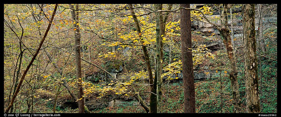Forest in autumn and cliffs. Mammoth Cave National Park (color)