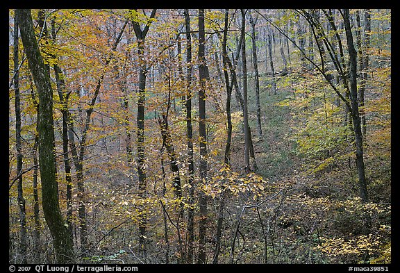 Forest in fall color. Mammoth Cave National Park (color)