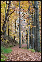 Trail in autumn forest. Mammoth Cave National Park, Kentucky, USA.