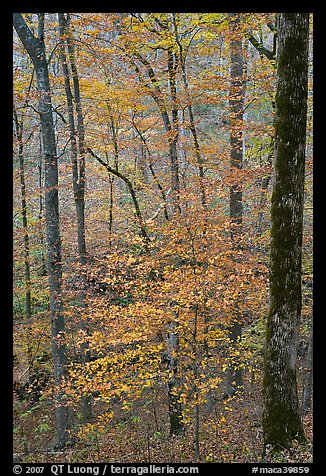 Forest with fall foliage. Mammoth Cave National Park, Kentucky, USA.