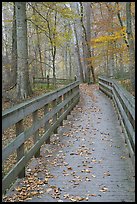 Wooden boardwalk in autumn. Mammoth Cave National Park, Kentucky, USA. (color)