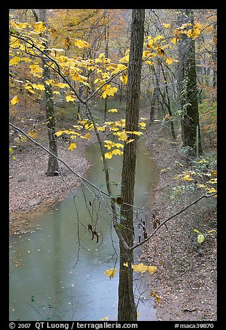 Trees with yellow leaves and Styx river during rain. Mammoth Cave National Park (color)