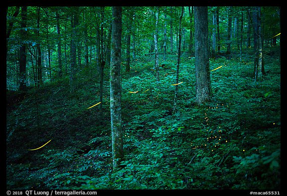 Fireflies in forest. Mammoth Cave National Park, Kentucky, USA.