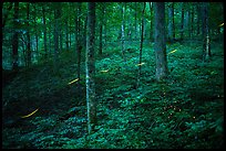 Fireflies in forest. Mammoth Cave National Park, Kentucky, USA.