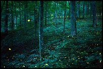 Synchronous fireflies in forest. Mammoth Cave National Park ( color)