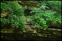 Limestone ledges with summer wildflowers. Mammoth Cave National Park ( color)