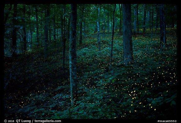 Lights of Synchronous fireflies in forest. Mammoth Cave National Park, Kentucky, USA.