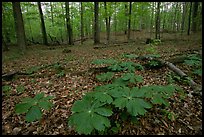 May apple plants with giant leaves on forest floor. Mammoth Cave National Park, Kentucky, USA. (color)
